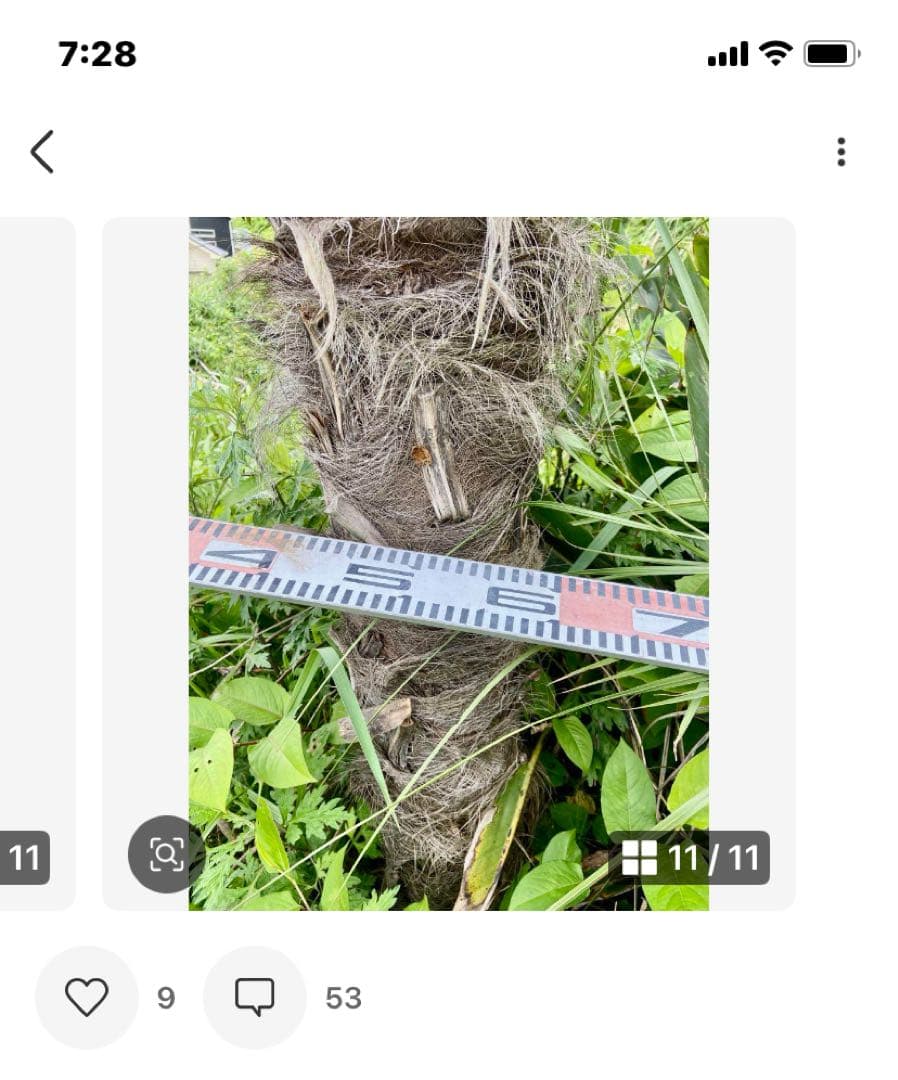 ミカヲ　シュロヤシ　超耐寒性　トウジュロ唐棕櫚