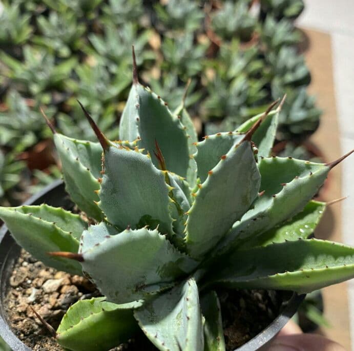 60\r株 多肉植物 アガベ　ポタトラム　キュービック