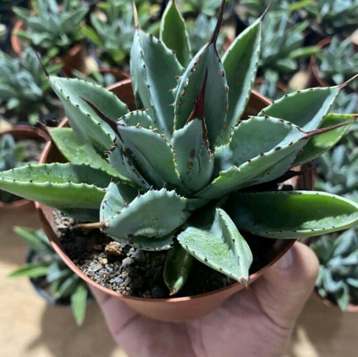 60\r株 多肉植物 アガベ　ポタトラム　キュービック