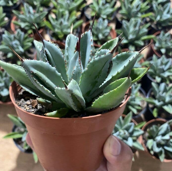 60\r株 多肉植物 アガベ　ポタトラム　キュービック