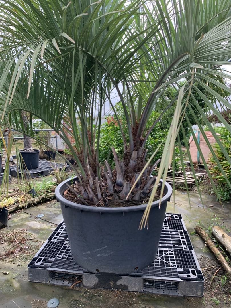 ココスヤシ　3本立ち　引取限定