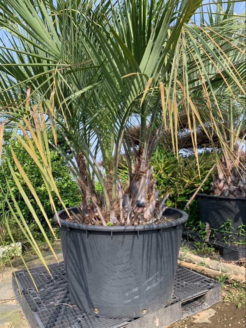 ココスヤシ　3本立ち　引取限定