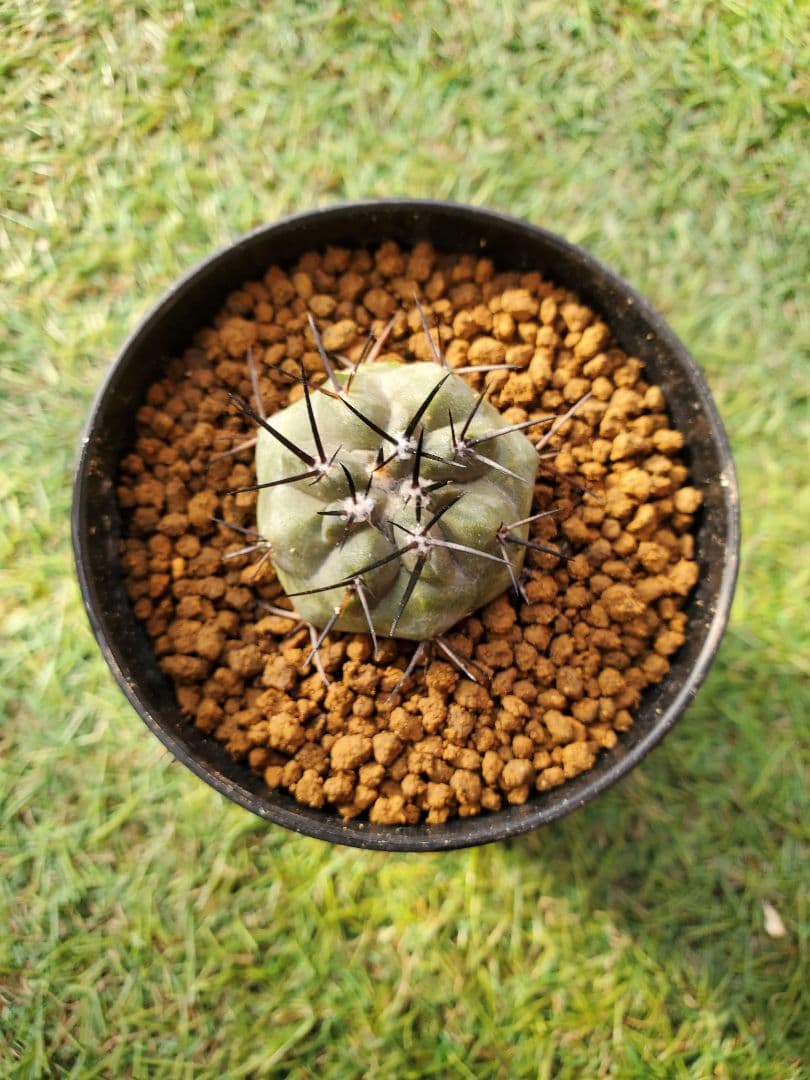 コピアポア- シネレア (黒王丸)- 実生