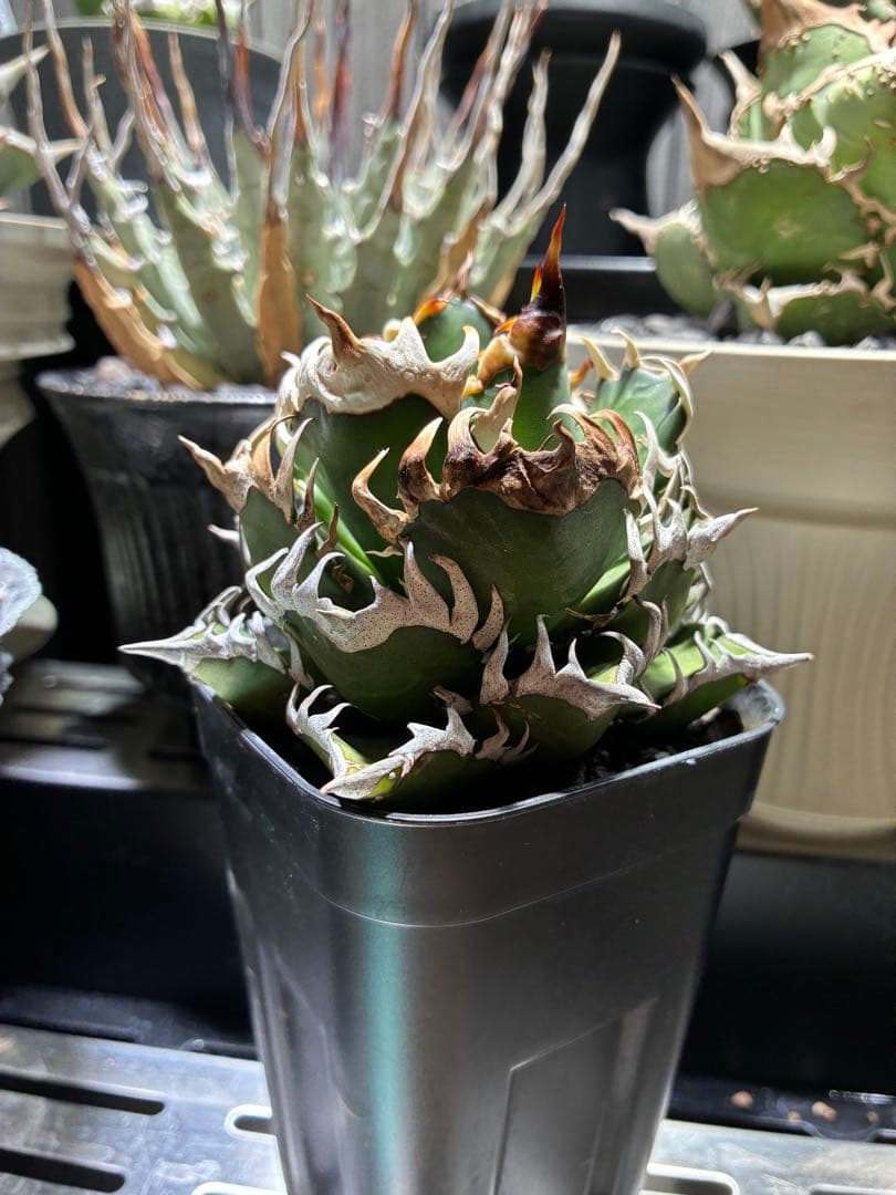 f m産専用ページ