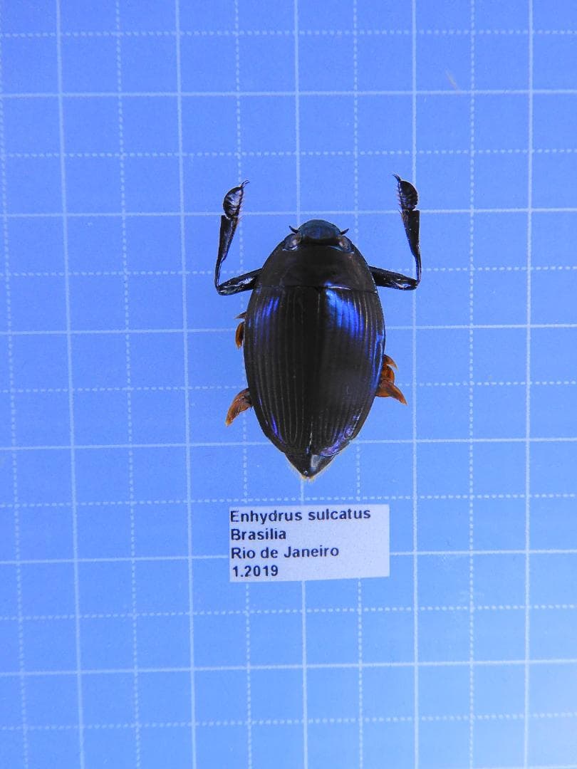 ブラジル産　ミズスマシ　20mm