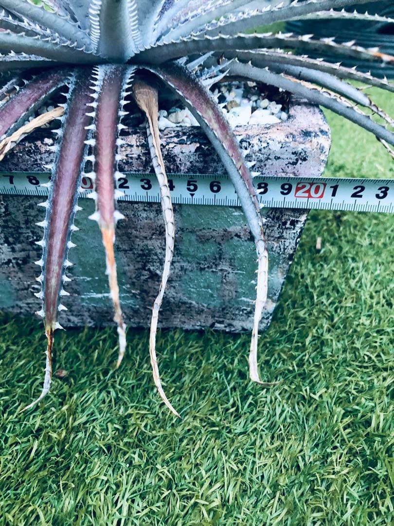 その他観葉植物 Dyckia tracking