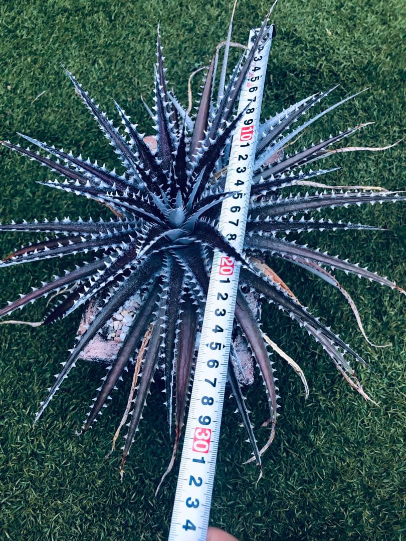 その他観葉植物 Dyckia tracking