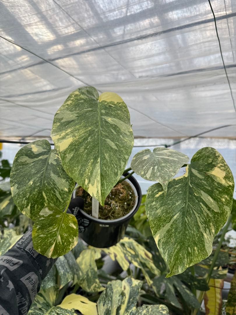 L3モンステラ　レガシー　送料込み