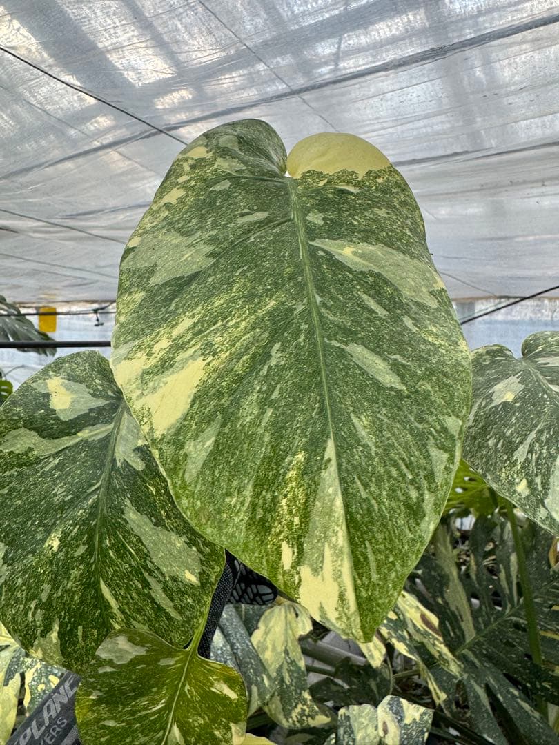 L3モンステラ　レガシー　送料込み