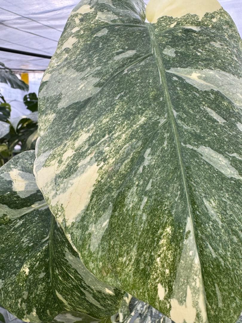 L3モンステラ　レガシー　送料込み