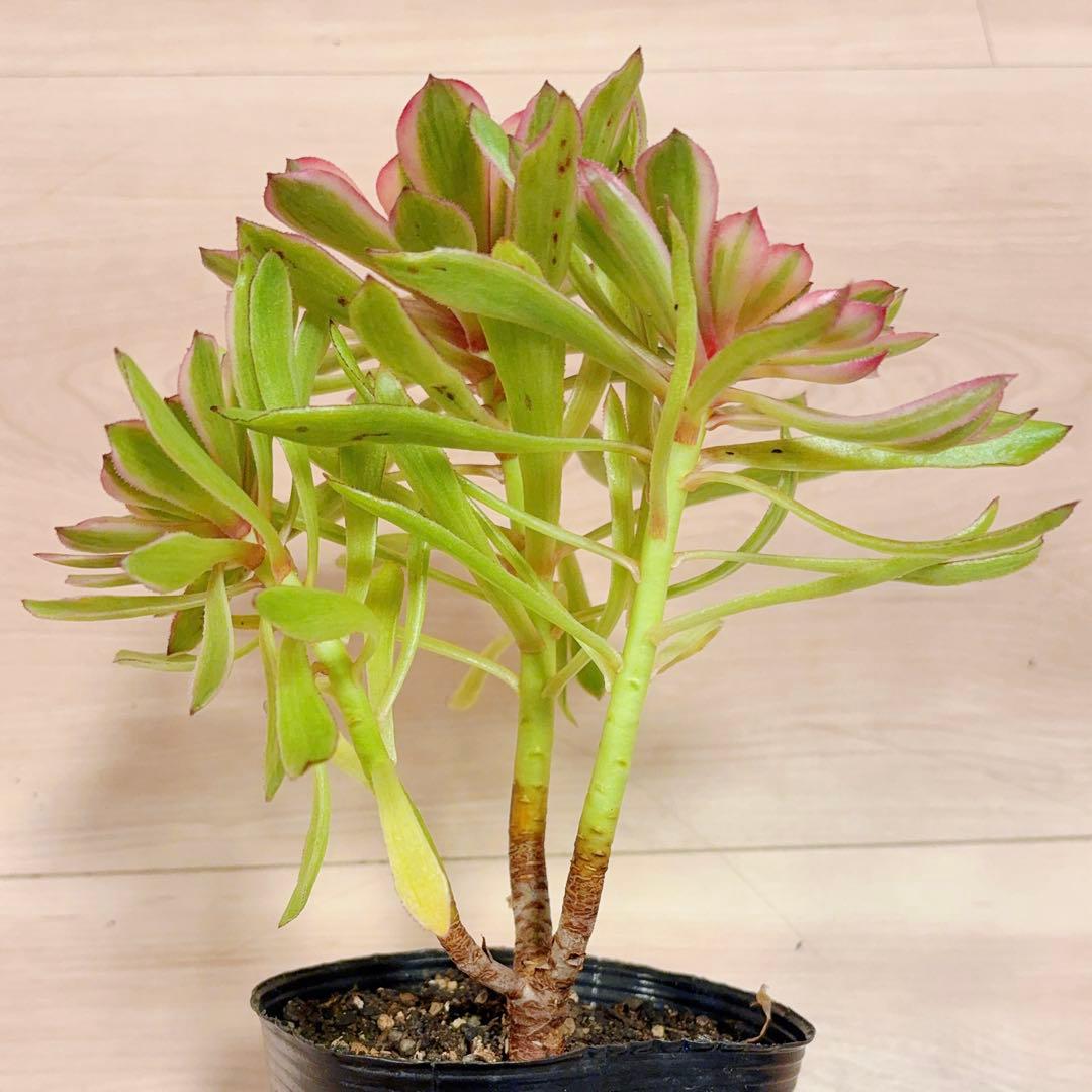 39#多肉植物アエオニウム錦 ❤️ パンドラ ❤️3大頭21cm 拔き苗