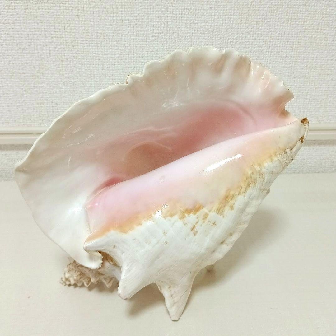 ピンク貝 コンク貝 貝殻 置物 オブジェ インテリア置物 希少 標本 007