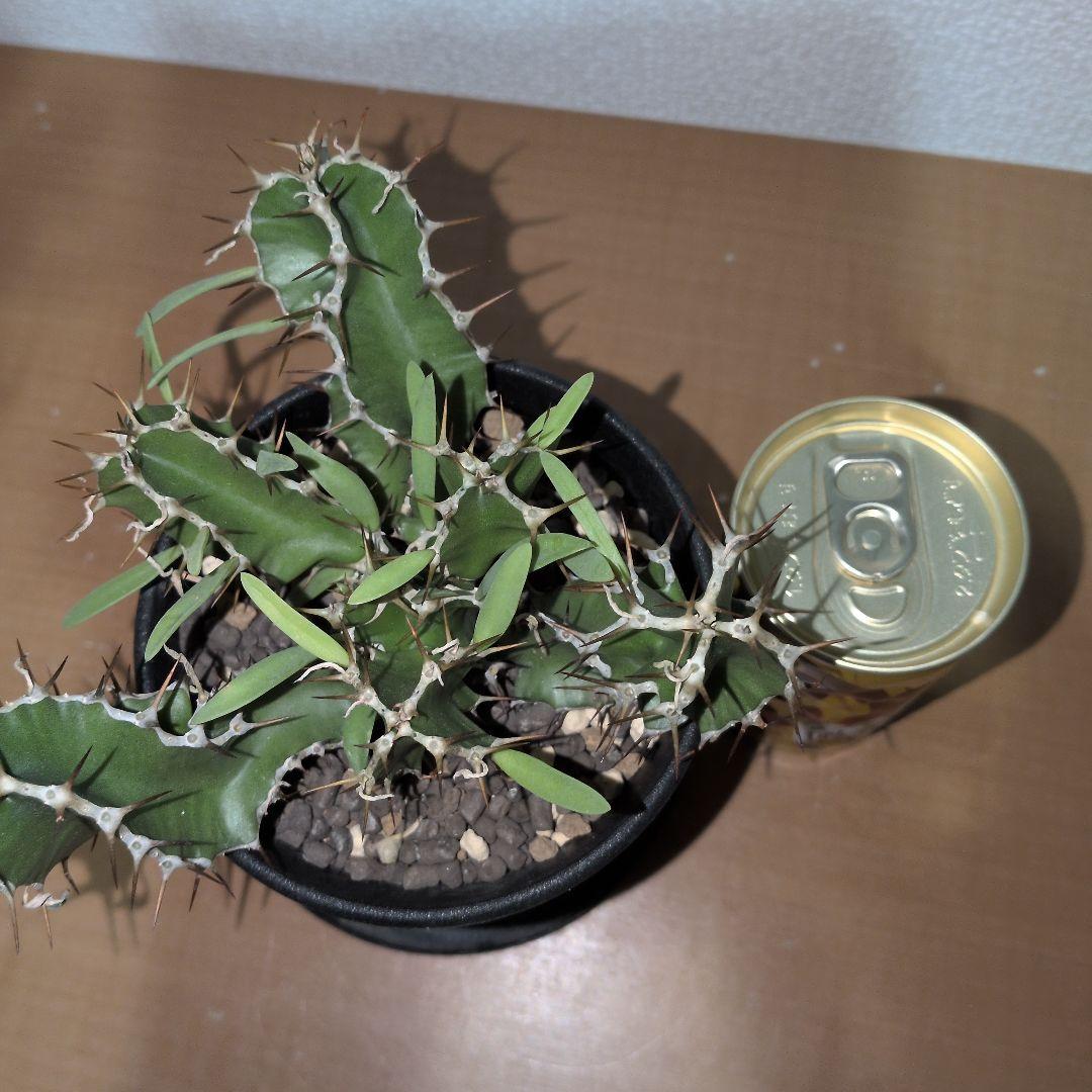 ユーフォルビア　ムランジーナ　実生 （鉢付き)