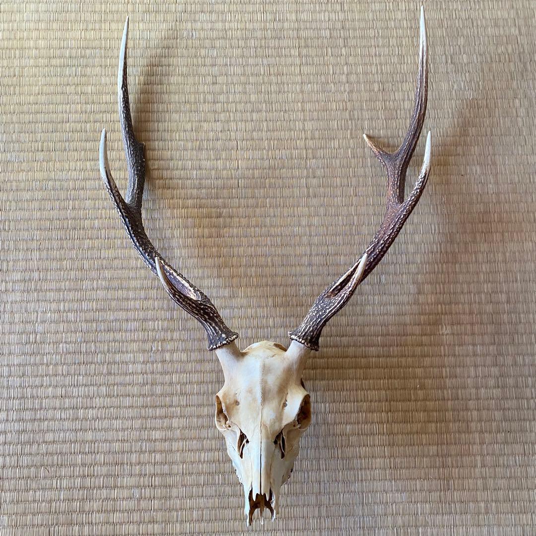 鹿の角　頭骨　ハンティングトロフィー　ニホンジカ