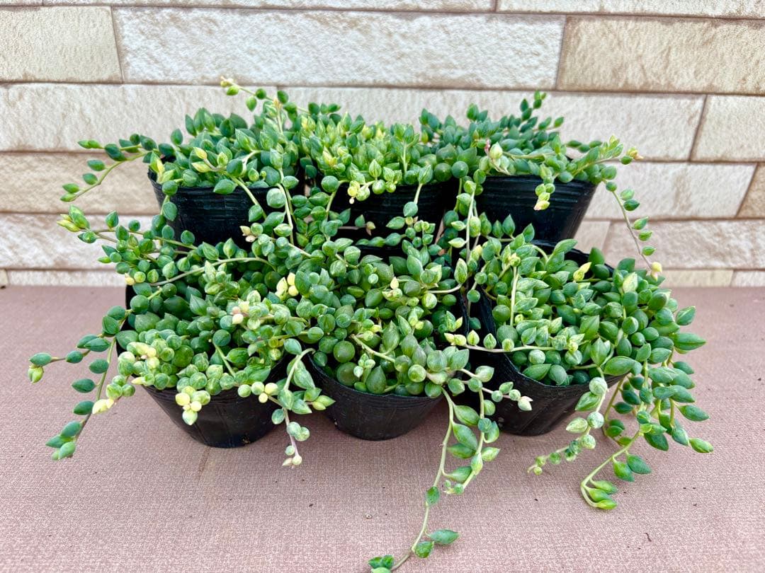 お客商品・多肉植物お好みセット