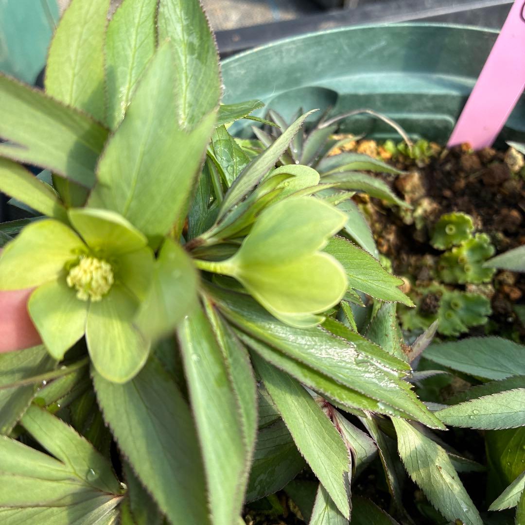 （12）クリスマスローズ　原種　白抜け　デュメトラム　７寸