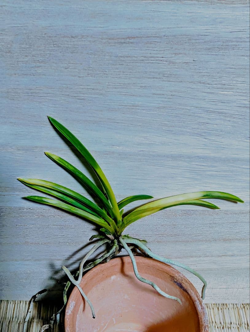 富貴蘭　五十鈴川