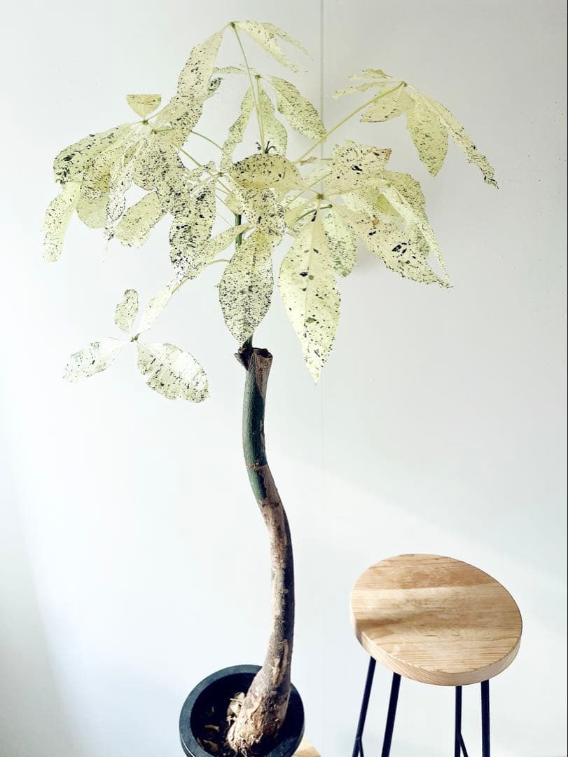 【希少】パキラミルキーウェイ 曲がり 接木 観葉植物 大型 室内