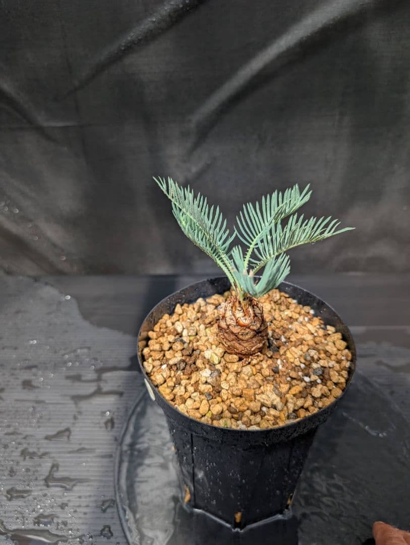 ベストセレクション4 サイカス カイルンシアナ ブルー葉 ドワーフ 最高！