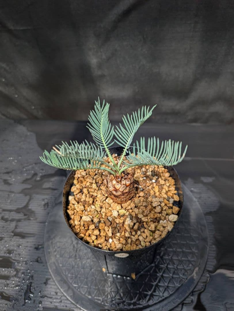 ベストセレクション4 サイカス カイルンシアナ ブルー葉 ドワーフ 最高！