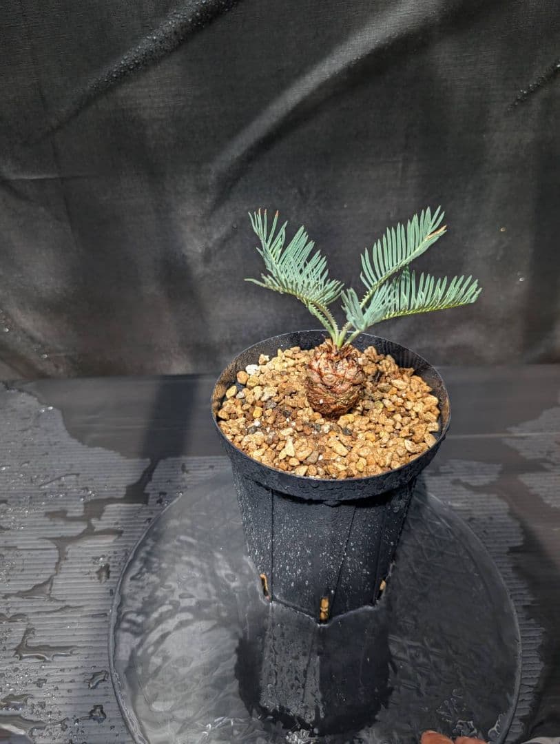 ベストセレクション4 サイカス カイルンシアナ ブルー葉 ドワーフ 最高！