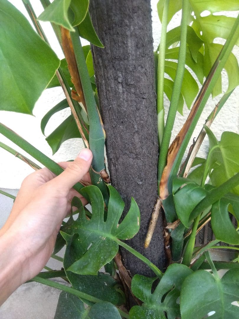 モンステラ　コンパクトタイプ　8号鉢つき　群生株❗特大サイズ❗　①