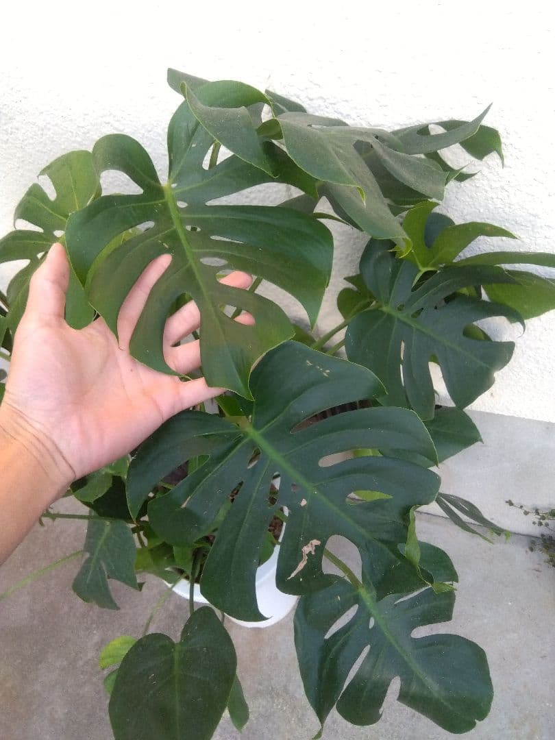 モンステラ　コンパクトタイプ　8号鉢つき　群生株❗特大サイズ❗　①