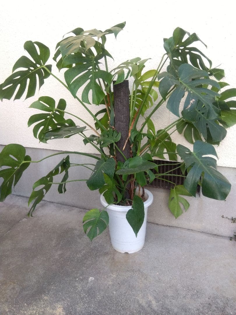 モンステラ　コンパクトタイプ　8号鉢つき　群生株❗特大サイズ❗　①