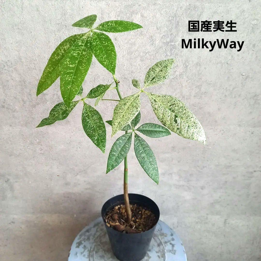 国産実生 パキラ ミルキーウェイ(斑入) 送料込み MilkyWay