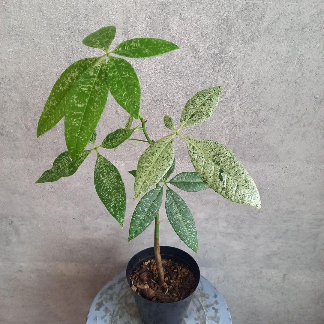 国産実生 パキラ ミルキーウェイ(斑入) 送料込み MilkyWay