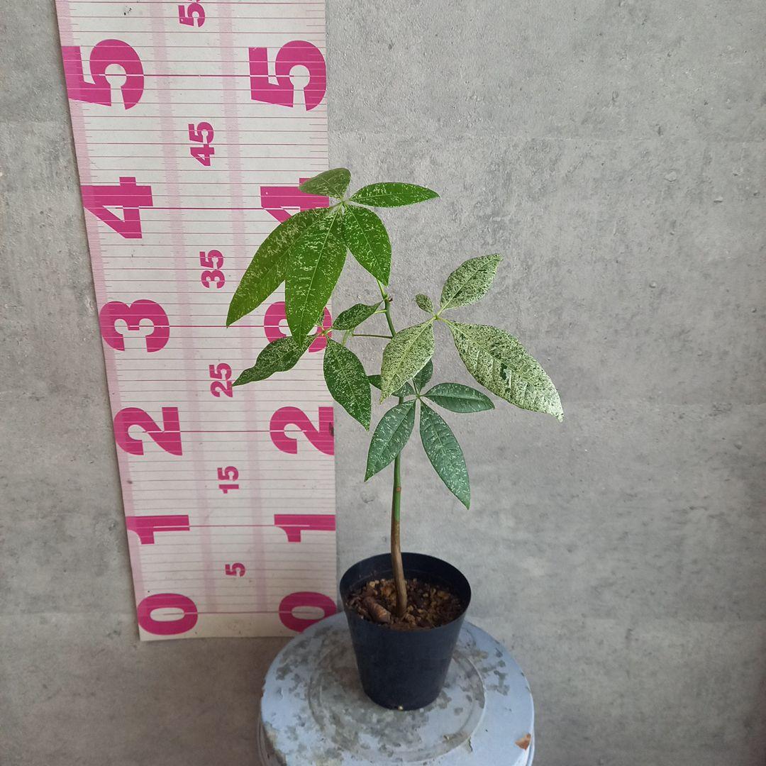 国産実生 パキラ ミルキーウェイ(斑入) 送料込み MilkyWay