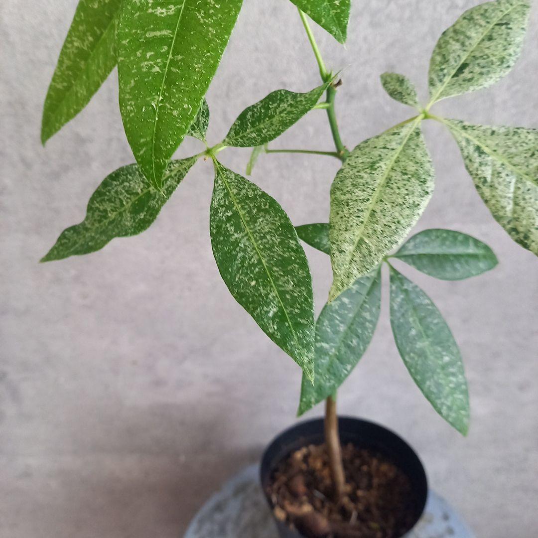 国産実生 パキラ ミルキーウェイ(斑入) 送料込み MilkyWay