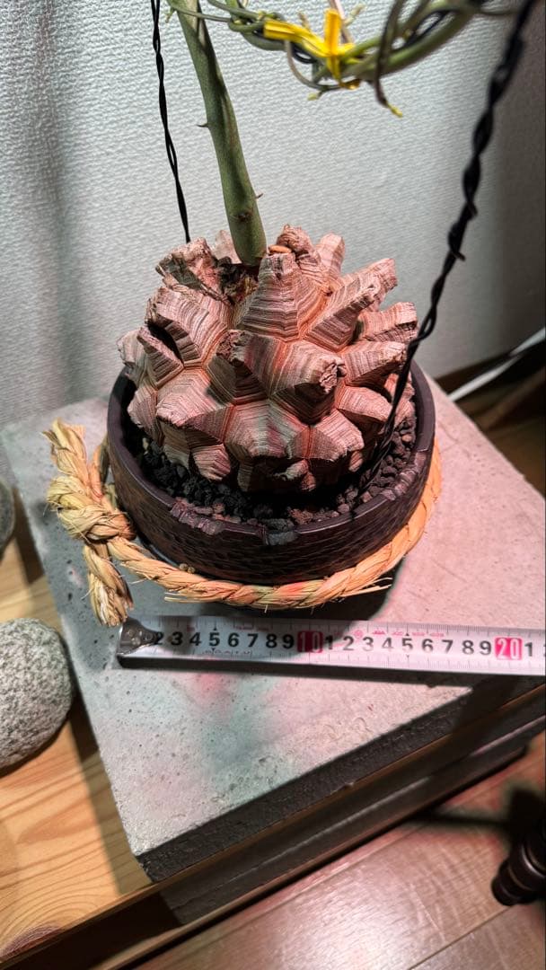 長谷川亀甲竜 塊根植物 コレクション