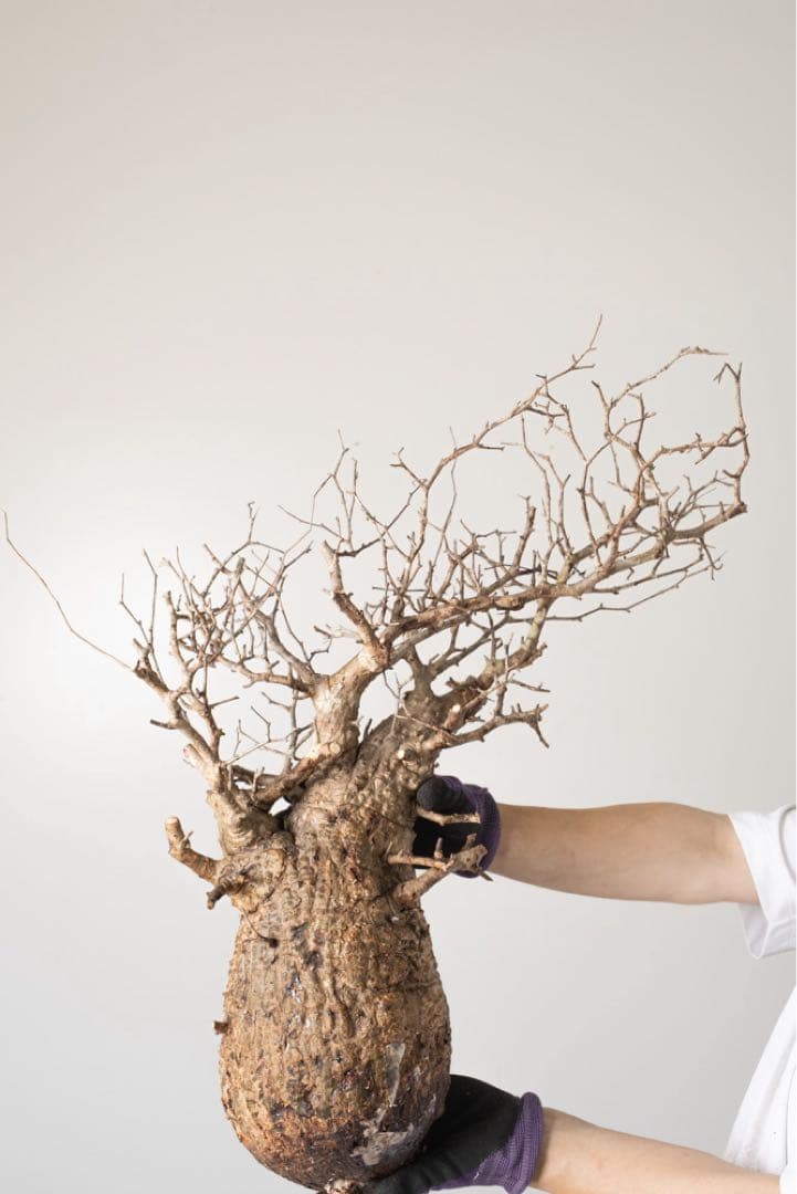 CP124 オペルクリカリア パキプス ベアルート株