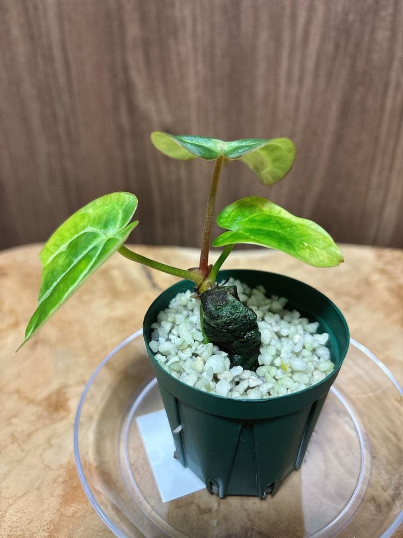 (division)Anthurium carlablackiae カーラ