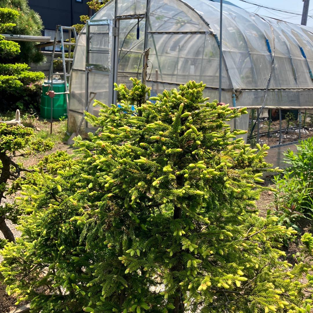 赤蝦夷松　大型盆栽　Masm様他入札しないで下さい