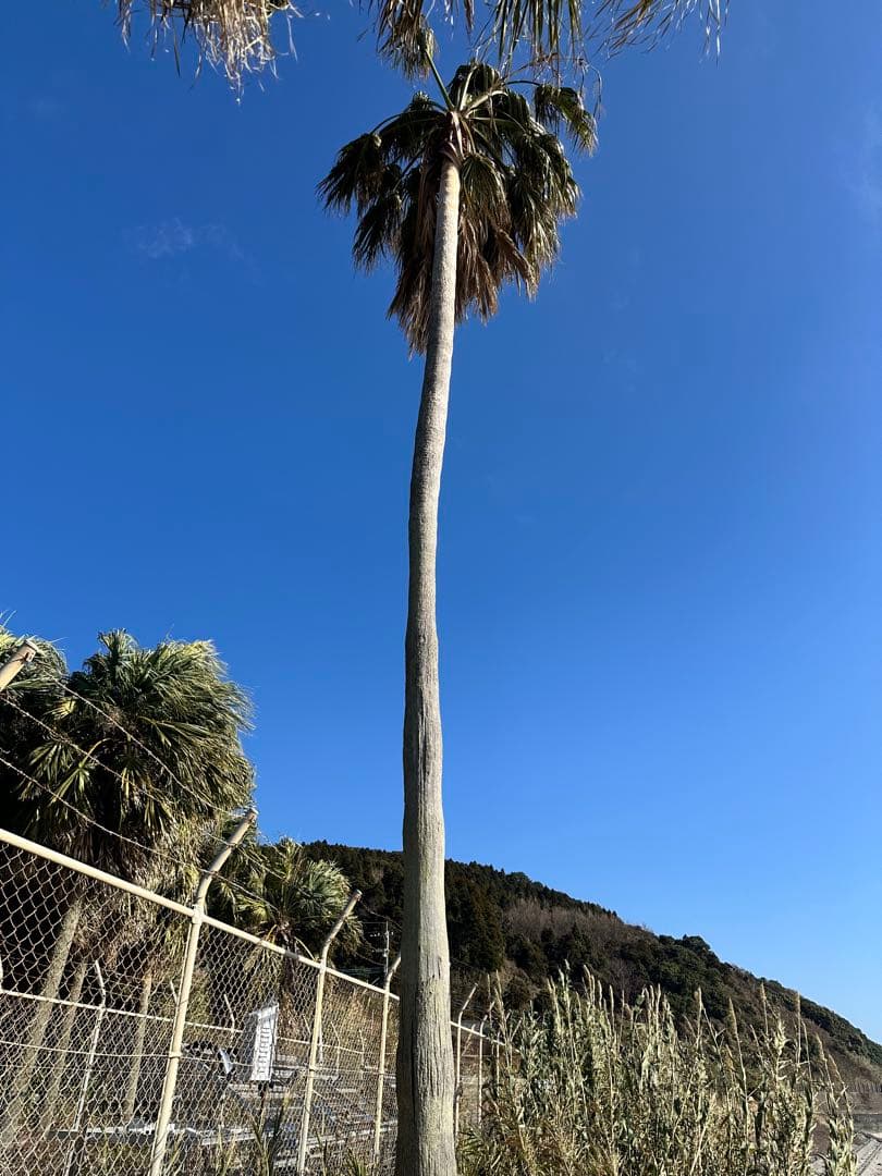 ワシントンヤシモドキ　？