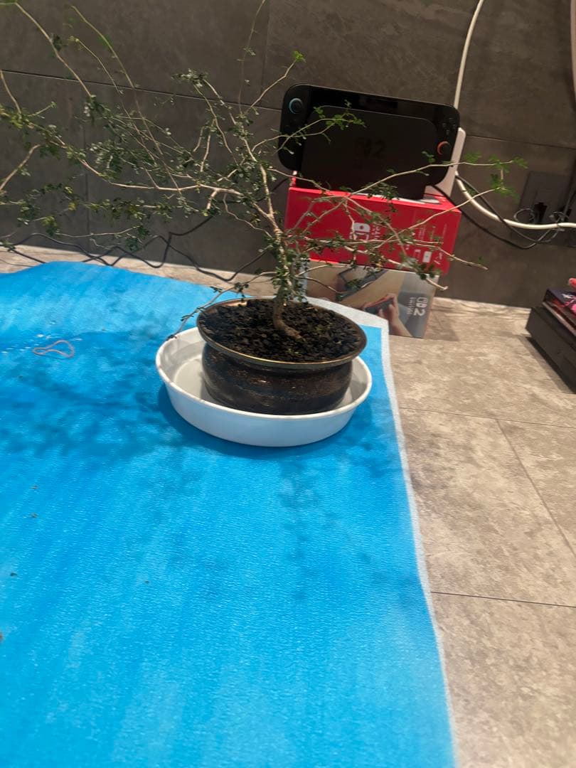 オペルクリカリア パキプス抜き苗