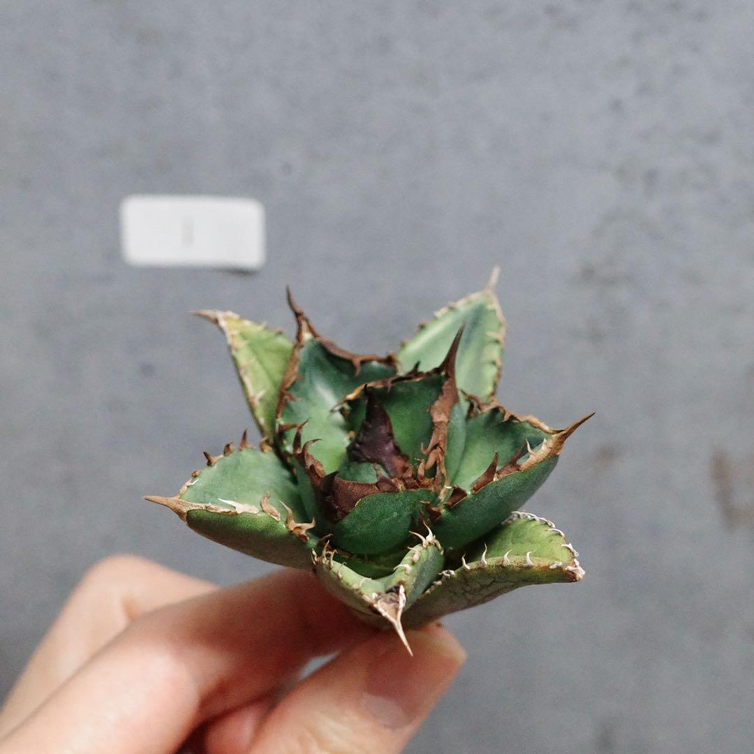 アガベ　チタノタ　オテロイ　緑犀牛　強刺　極上株　1