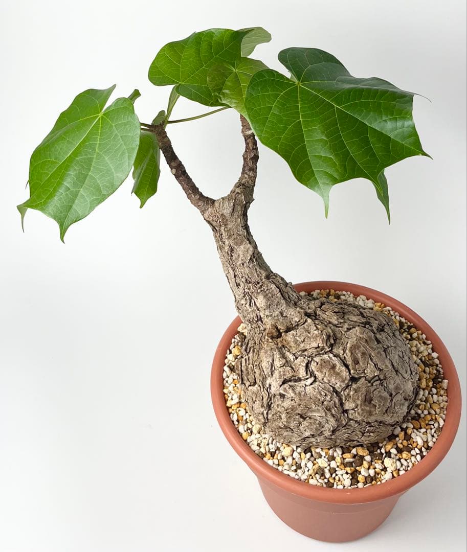 【超激レア/塊根植物】フィルミアナ コロラータ 大株 鉢植え