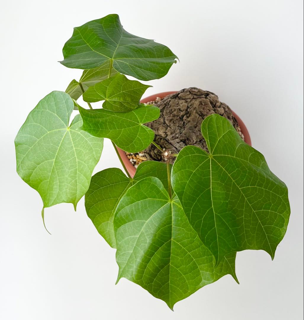 【超激レア/塊根植物】フィルミアナ コロラータ 大株 鉢植え