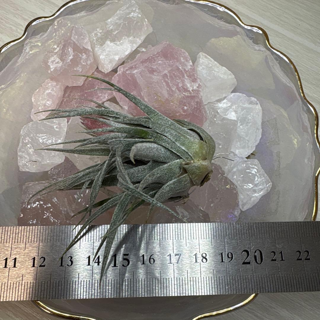 ブロメリア・エアープランツ Tillandsia heubergeri