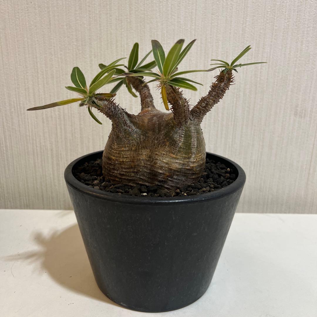 パキポディウムグラキリス 現地球 発根済 2年管理株 現品鉢ごと発送