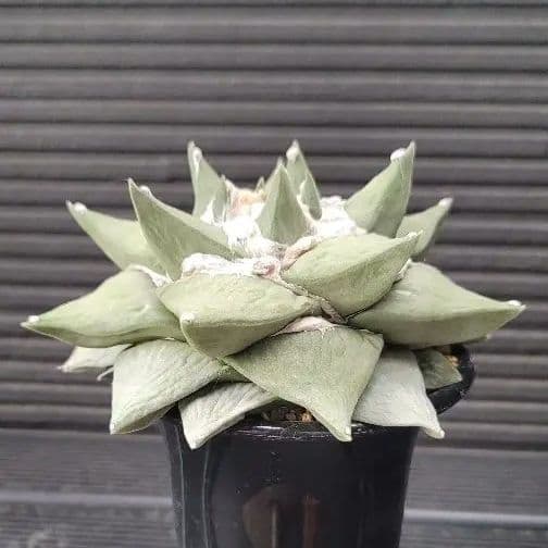 特大サイズ アリオカルプス 花牡丹 国内実生 シワ牡丹