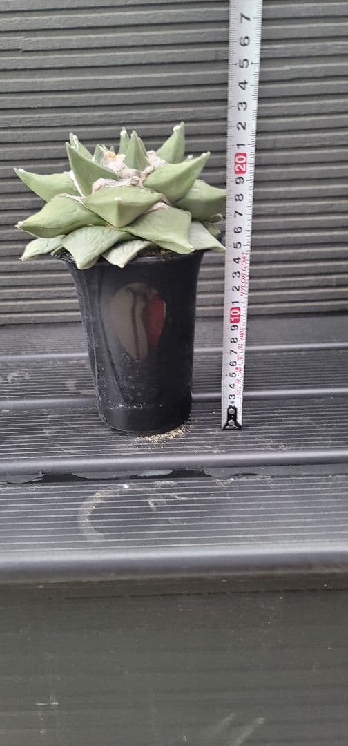 特大サイズ アリオカルプス 花牡丹 国内実生 シワ牡丹