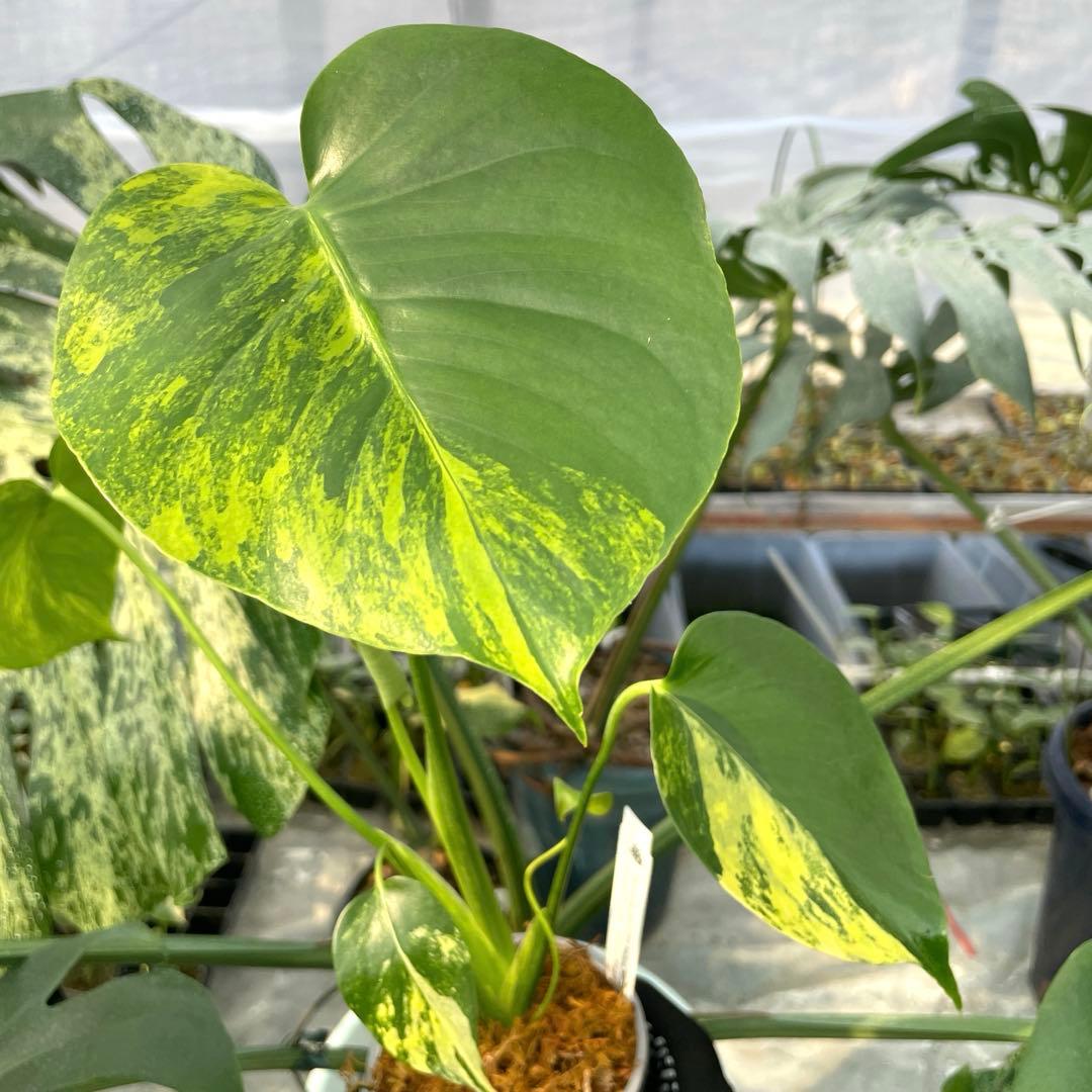 MZ1モンステラ　イエローマリリン　黄斑入り