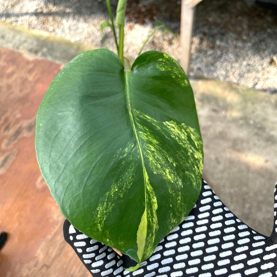 MZ1モンステラ　イエローマリリン　黄斑入り