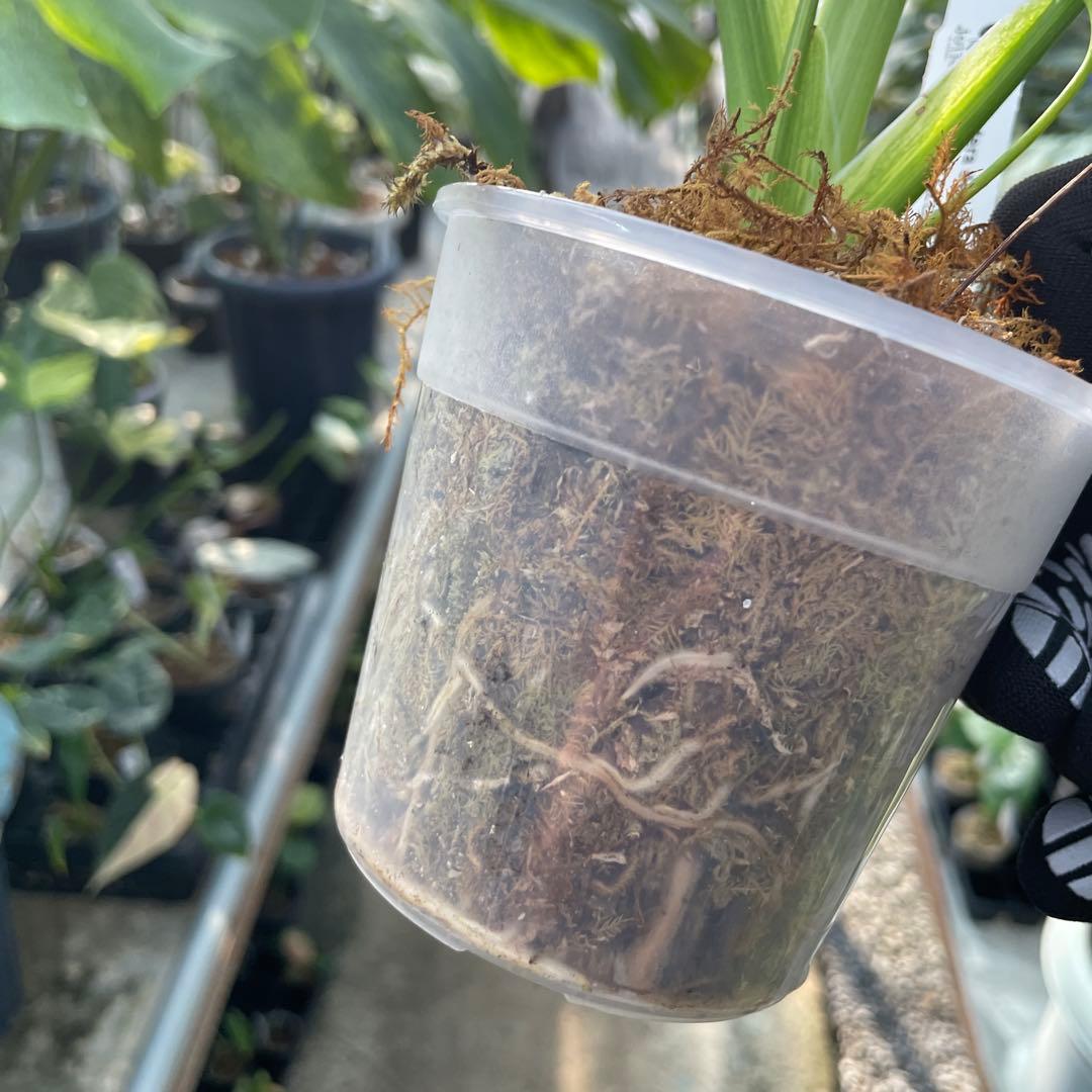 MZ1モンステラ　イエローマリリン　黄斑入り