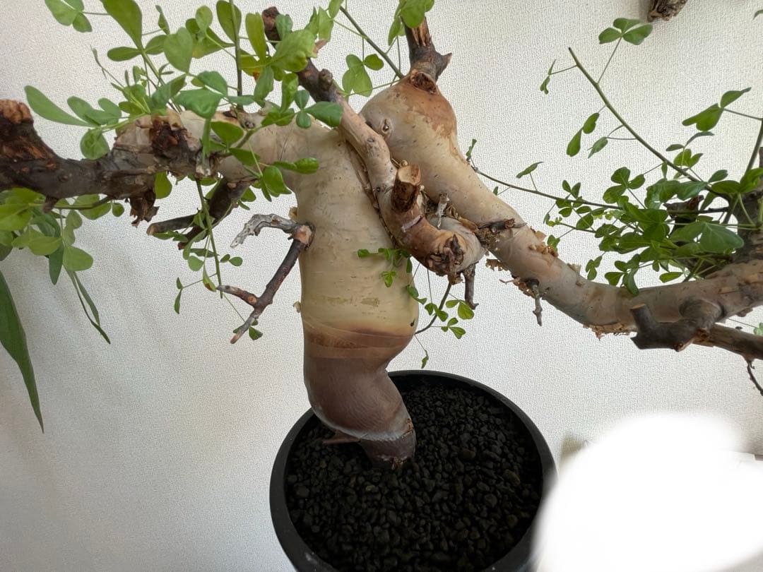 B*1様 【コミフォラ】カタフ ピュア ソマリア産 大株