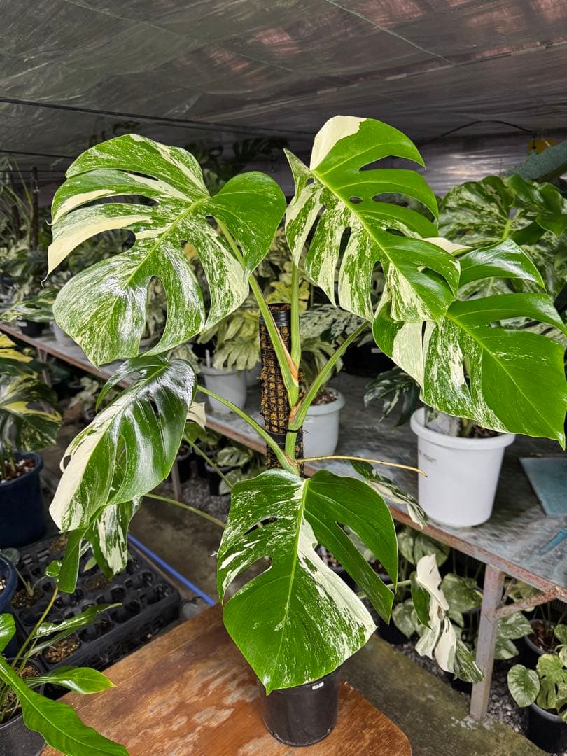 34モンステラ　ボルギシアナ　アルボ　白ホワイトタイガー斑入り　鉢モスポール付き